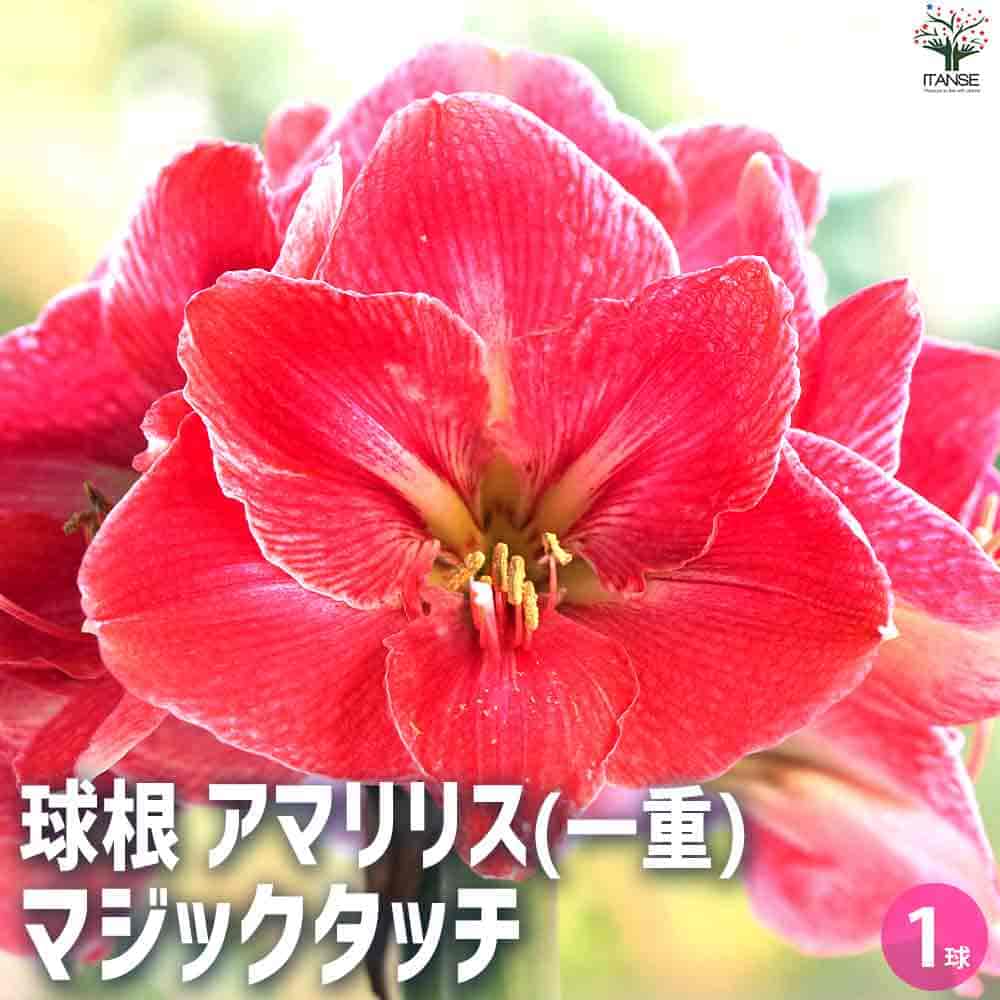 球根 アマリリス(一重) マジックタッチ 【花球根 1球／1個売り】