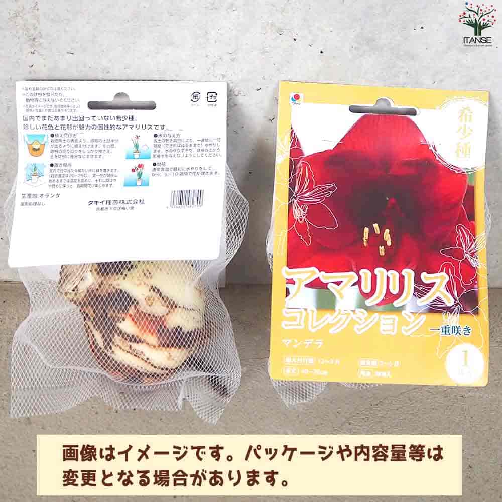 球根 アマリリス(一重) マンデラ 【花球根 1球／1個売り】｜ 【植物の