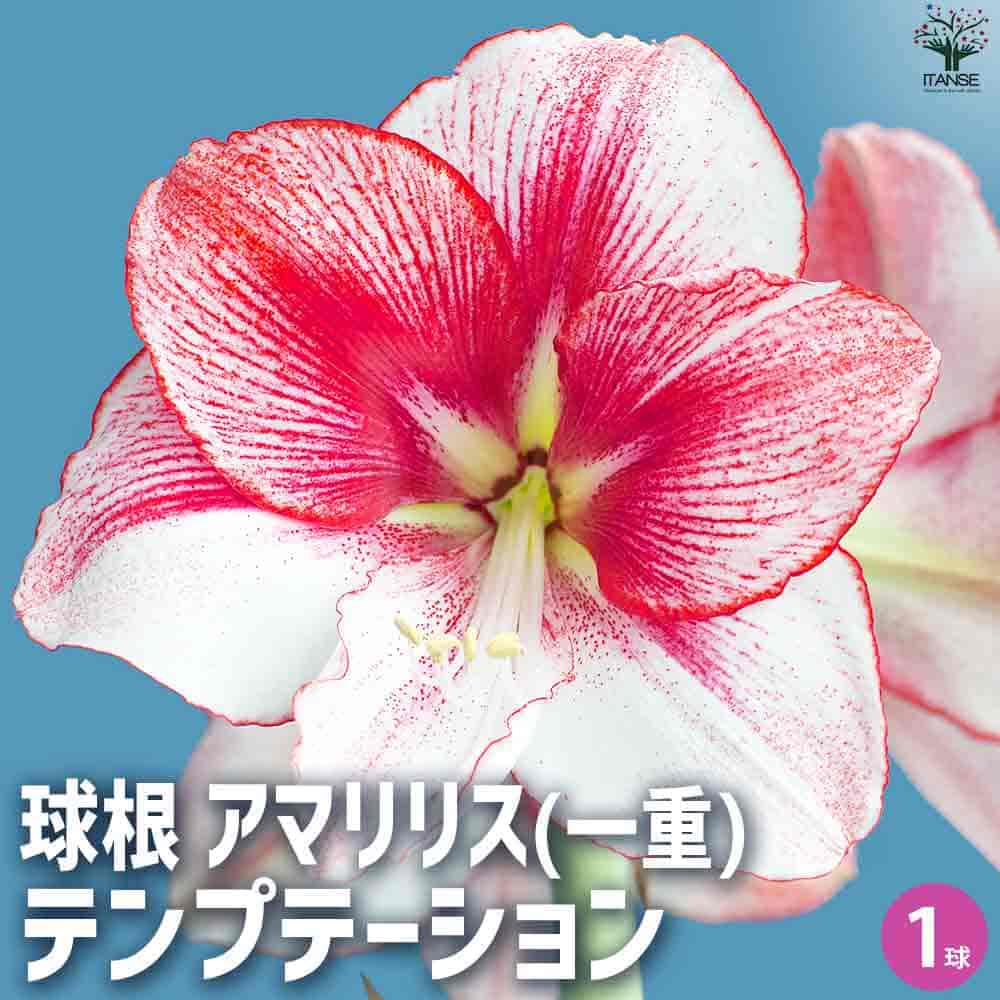 球根 アマリリス(一重) テンプテーション 【花球根 1球／1個売り】