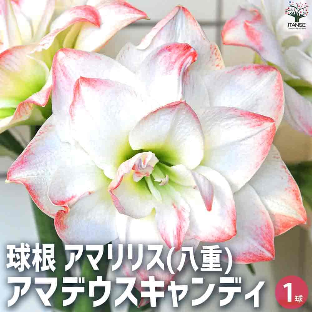 AIで作った フリル アマリリス 黒 球根 AIで作った アマリリス 黒 球根 アマリリスとは｜育て方がわかる植物