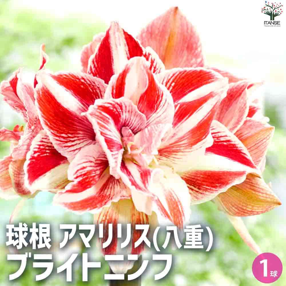 球根 アマリリス(八重) ブライトニンフ 【花球根 1球／1個売り