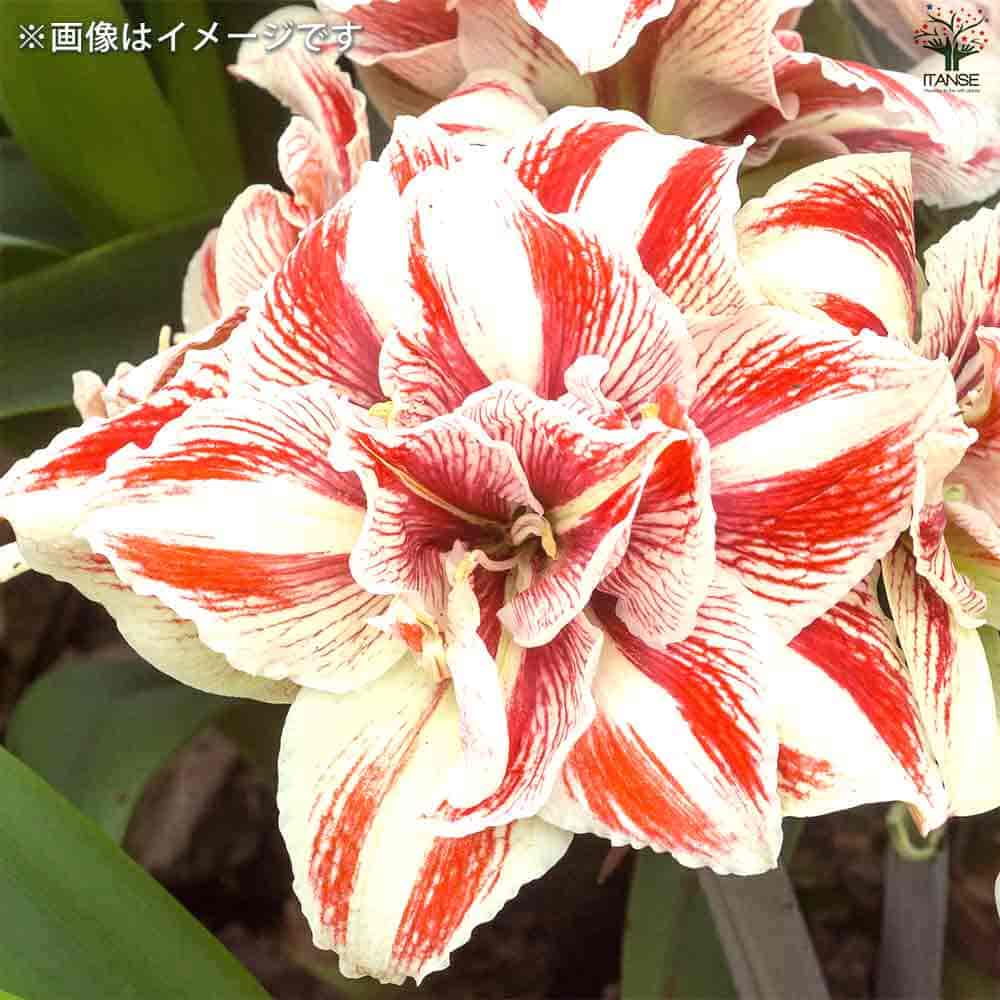 球根 アマリリス(八重) ブライトニンフ 【花球根 1球／1個売り