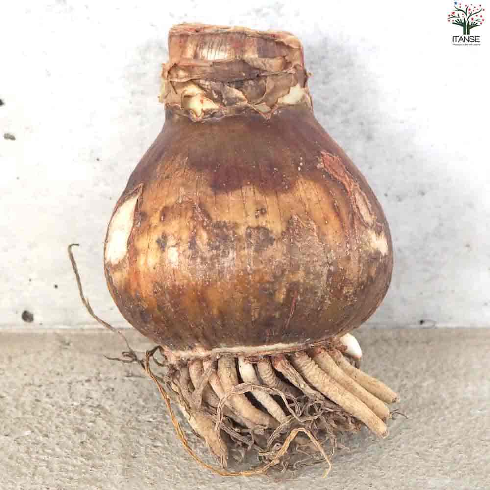 球根 アマリリス(八重) ビューティフルエモーション 【花球根 1球／1個