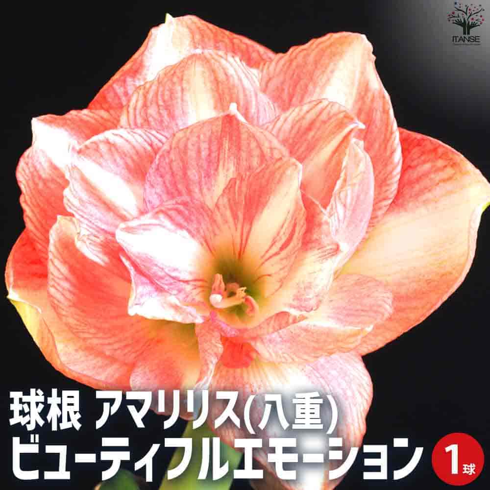 球根 アマリリス(八重) ビューティフルエモーション 【花球根 1球／1個売り】