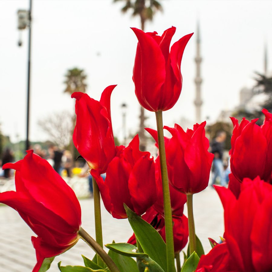 球根 新潟チューリップ キャンドルルージュ 【花球根 4球／1個売り】