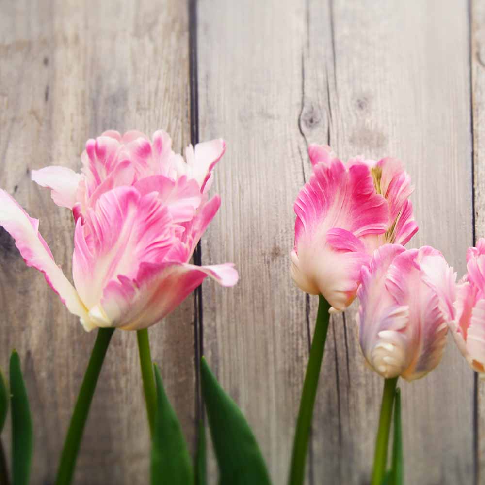 球根 新潟チューリップ 恋心 【花球根 4球／1個売り】