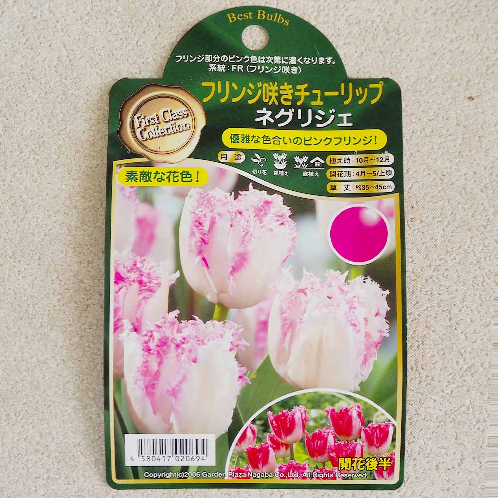 球根 フリンジ咲チューリップ ネグリジェ 【花球根 3球 】