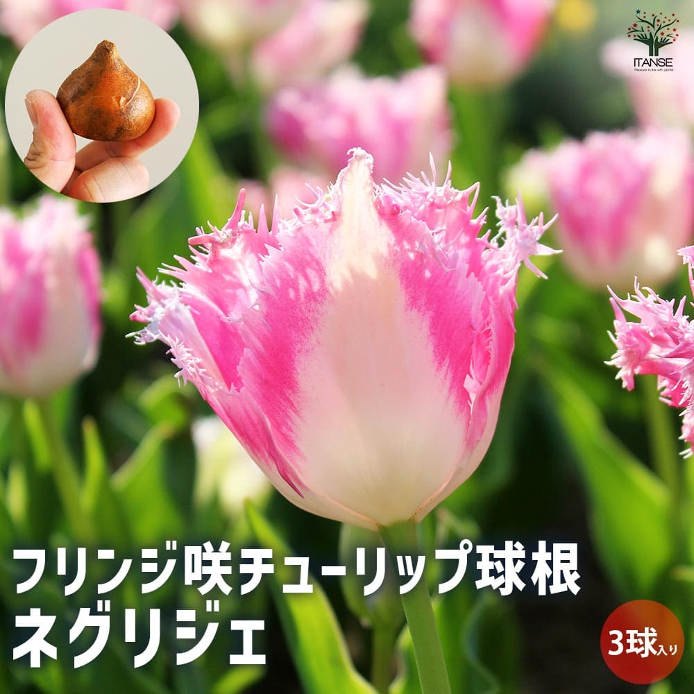 球根】ラブラドール 5球 チューリップ レア品種 ボルドー フリンジ咲き