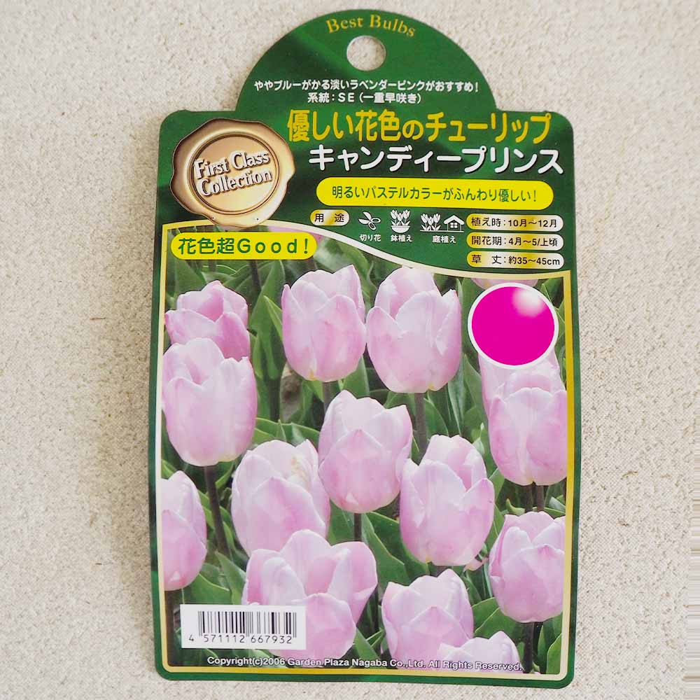 球根 チューリップ キャンディープリンス 【花球根 3球 】