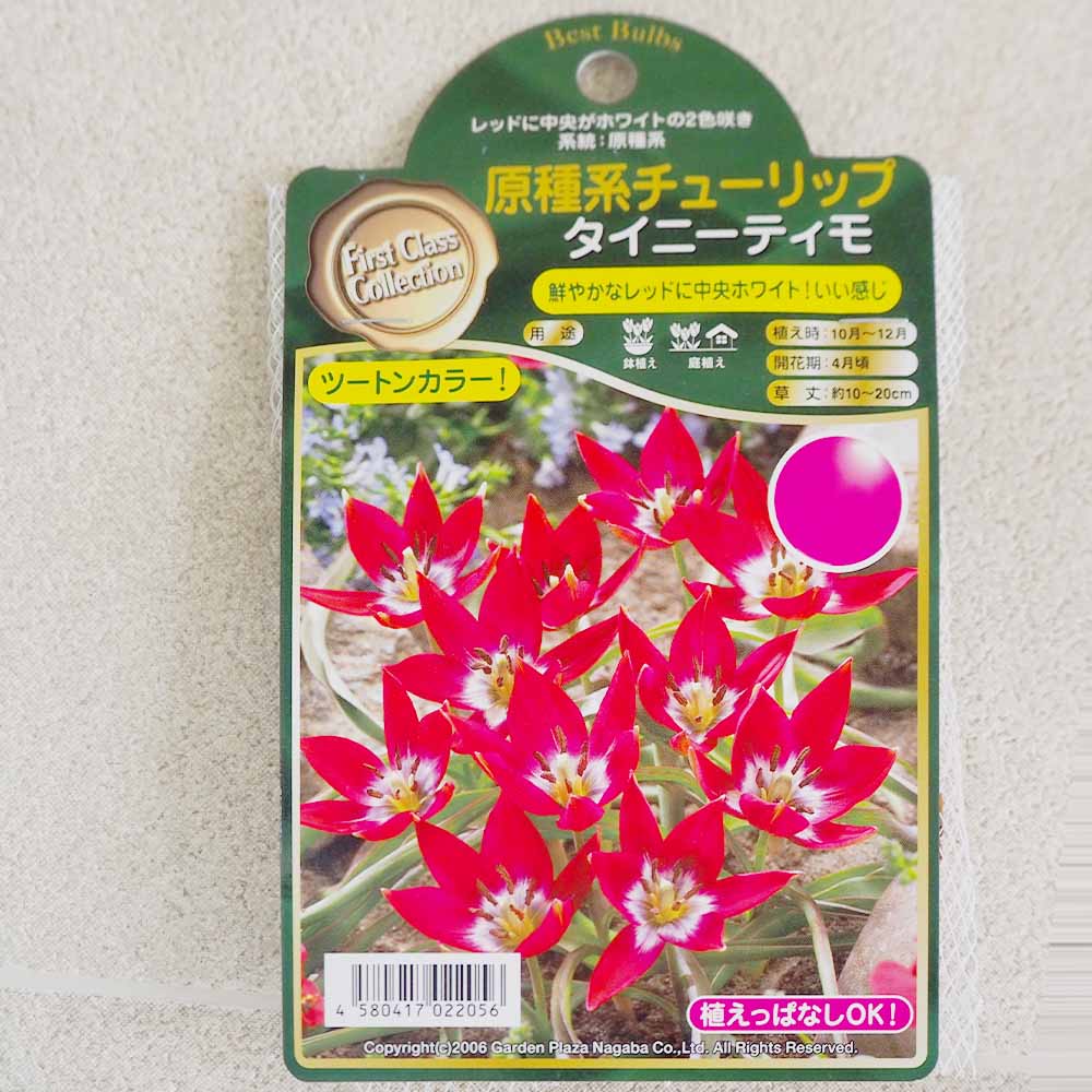 球根 原種系チューリップ タイニーティモ 【花球根 5球 】