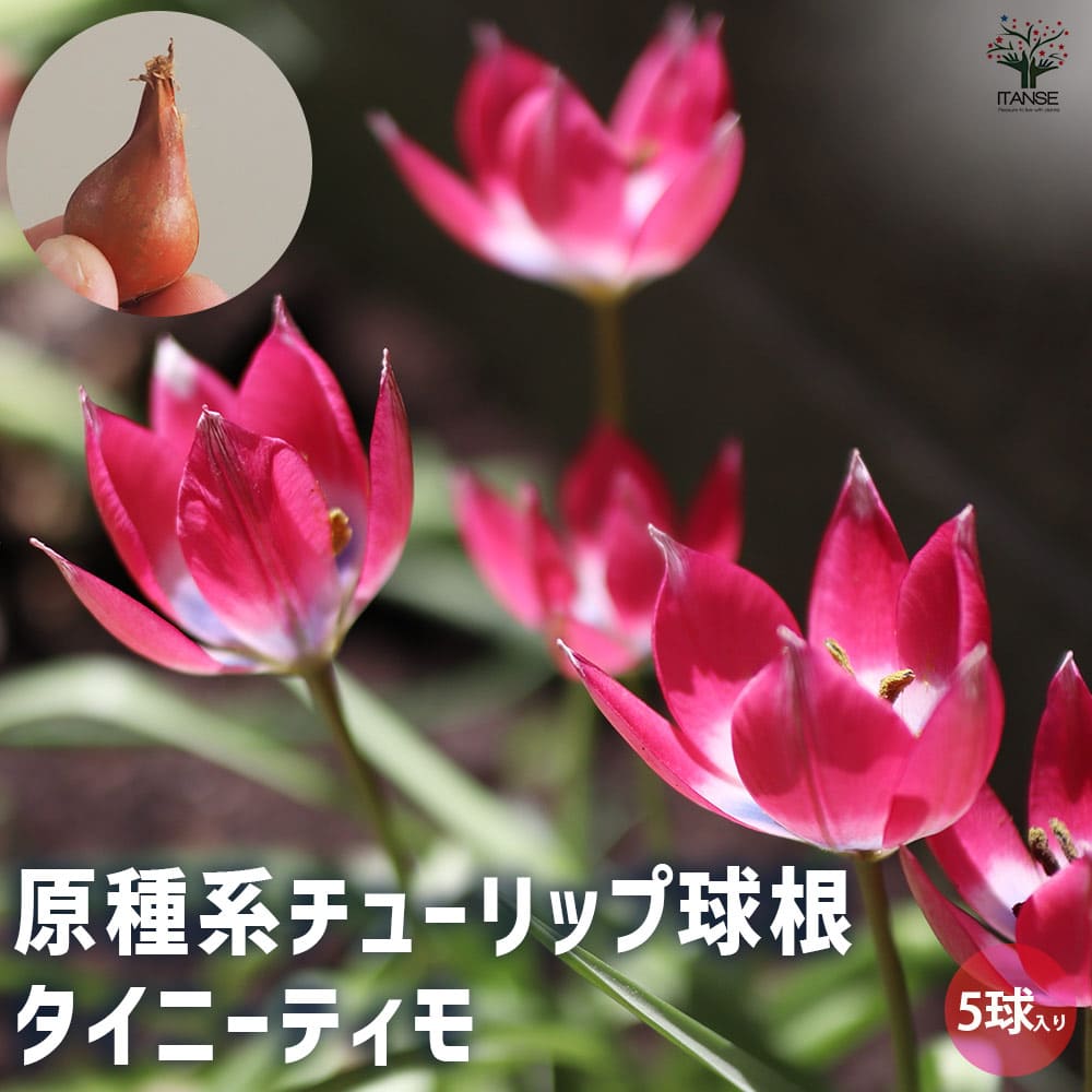 球根 原種系チューリップ タイニーティモ 【花球根 5球／1個売り】