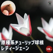 球根 原種系チューリップ レディージェーン 【花球根 5球／1個売り】|球根類