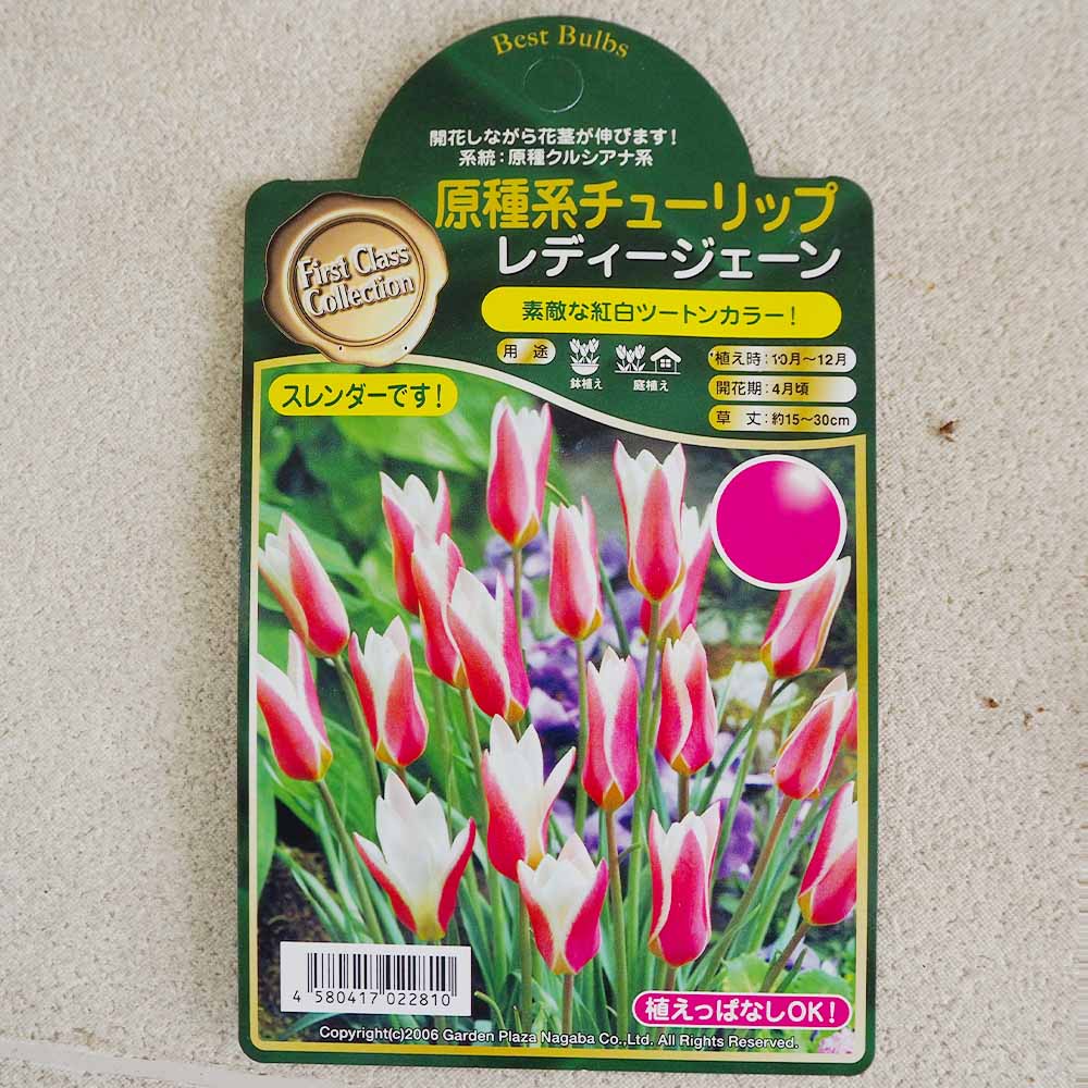 球根 原種系チューリップ レディージェーン 【花球根 4球 】