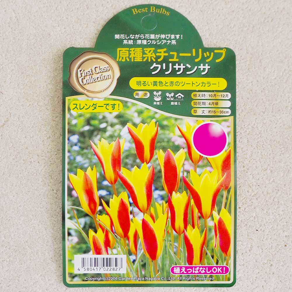 球根 原種系チューリップ クリサンサ 【花球根 5球 】