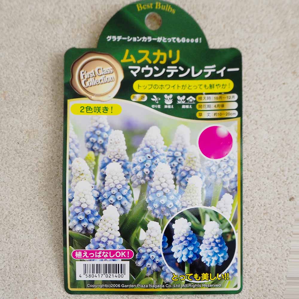 球根 ムスカリ マウンテンレディー 【花球根 6球 】