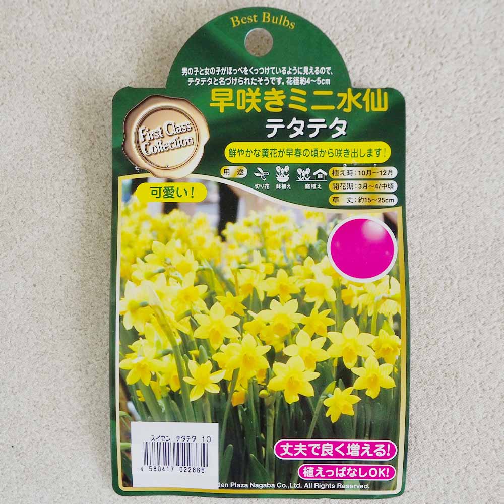 球根 水仙 テタテタ 【花球根 10球 】