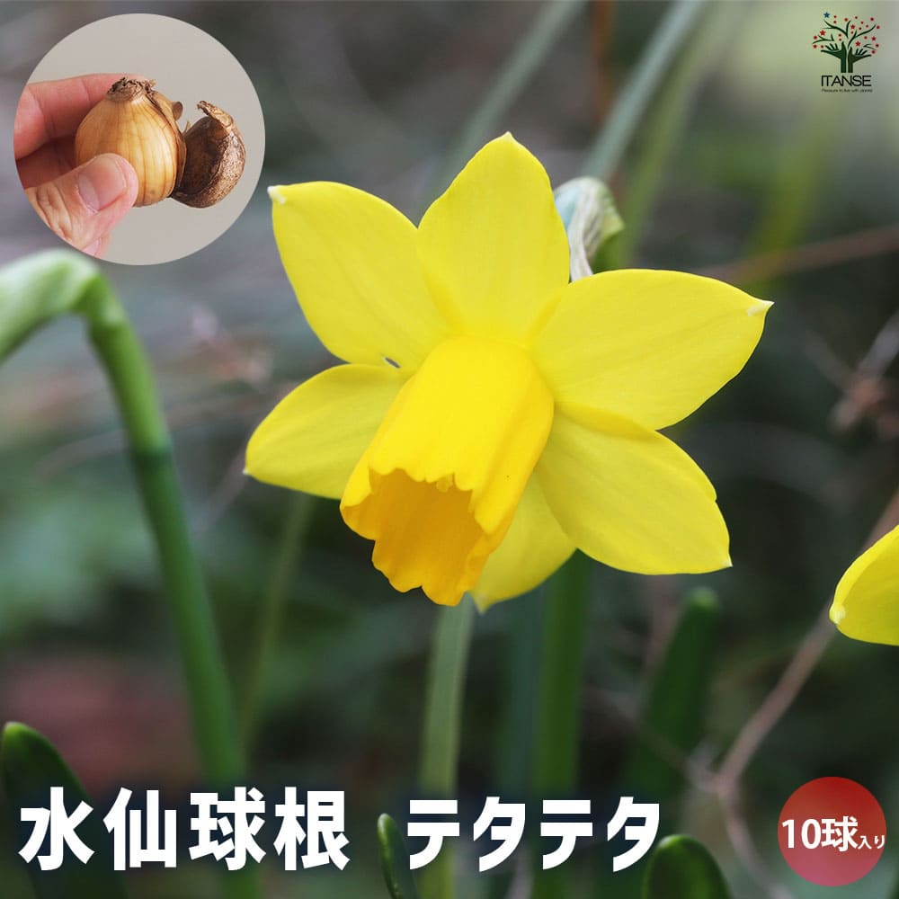 球根 水仙 テタテタ 【花球根 10球／1個売り】