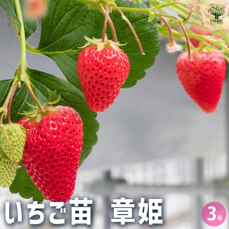 いちご苗紅ほっぺ60個 専用出品 000000000945.jpg