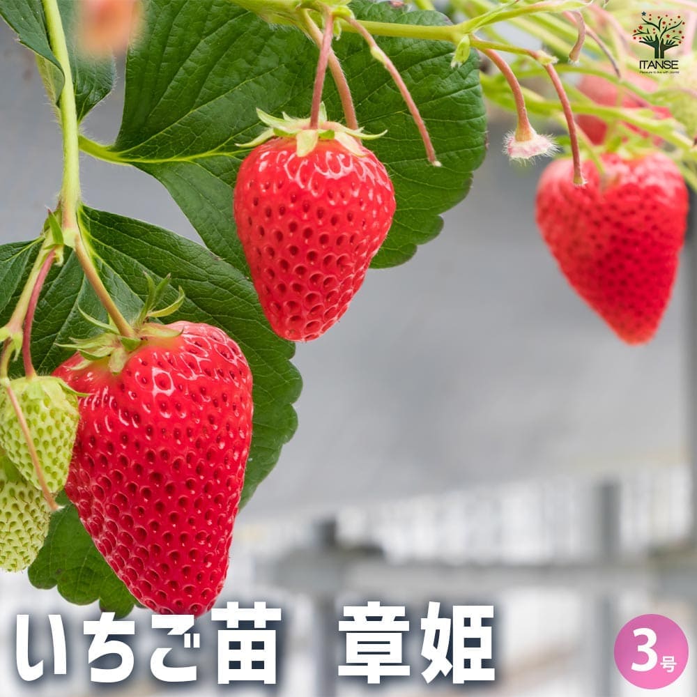 いちごの苗 章姫2個～ 【野菜の苗 3号】