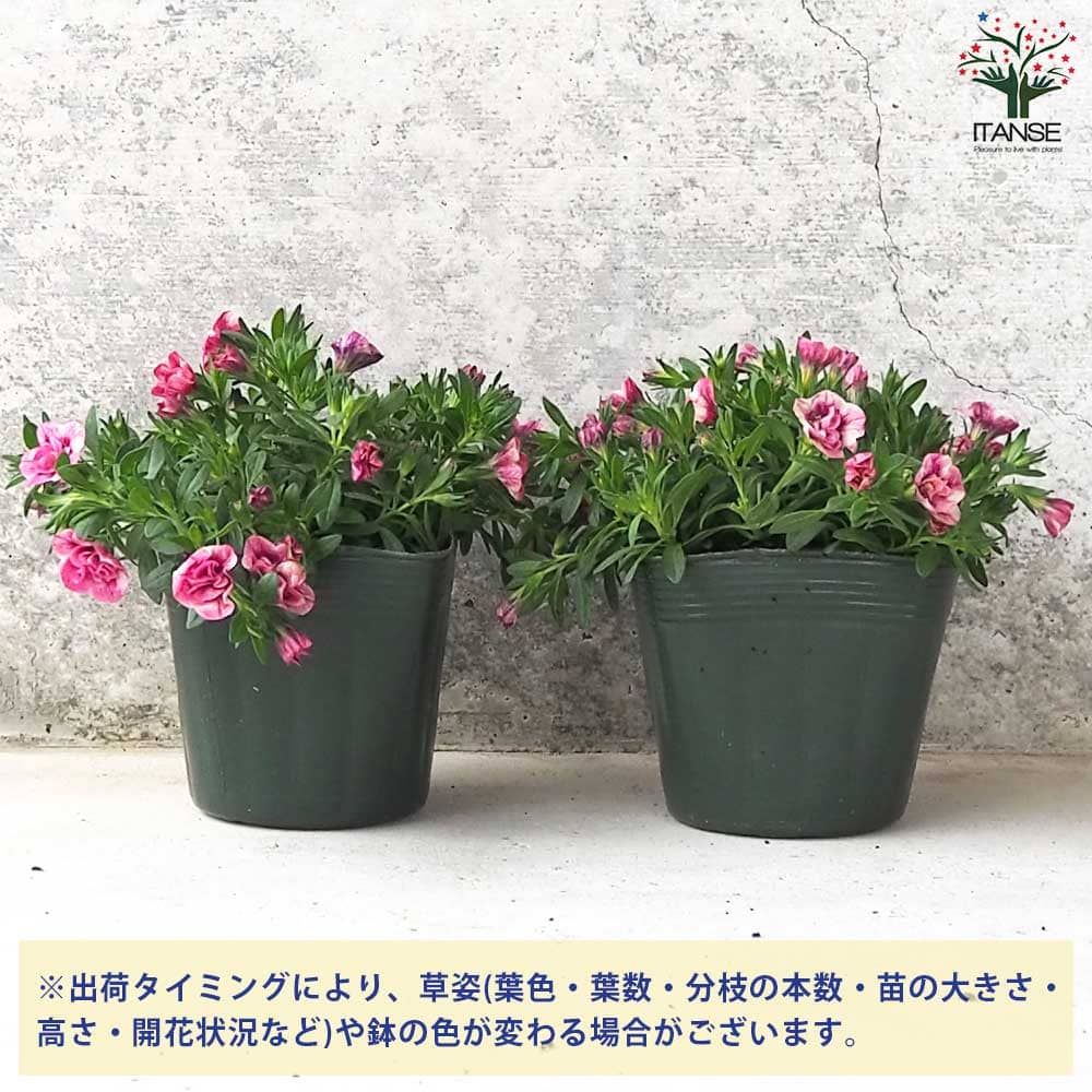 カリブラコア エミリ&キューピットピンク4個～ 【花苗 3.5号
