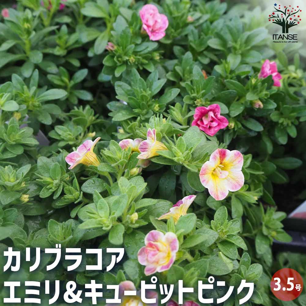 カリブラコア エミリ&キューピットピンク4個～ 【花苗 3.5号】