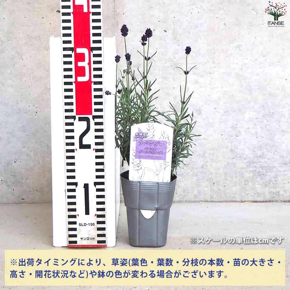 イングリッシュラベンダー バレンス・ダークバイオレット 【花苗 3号