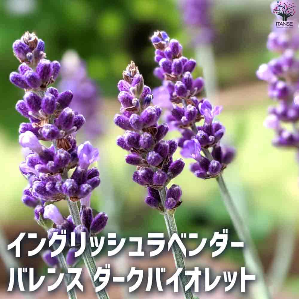 ラベンダー｜【植物のITANSE】全品送料無料・即出荷!