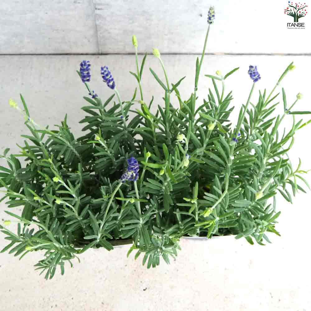 イングリッシュラベンダー ブルースピアー 【花苗 3号ポット