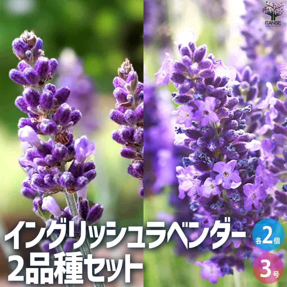 イングリッシュラベンダー バレンス・ダークバイオレット&ブルースピアー 【花苗 3号ポット／お買い得各2個(計4個)セット】