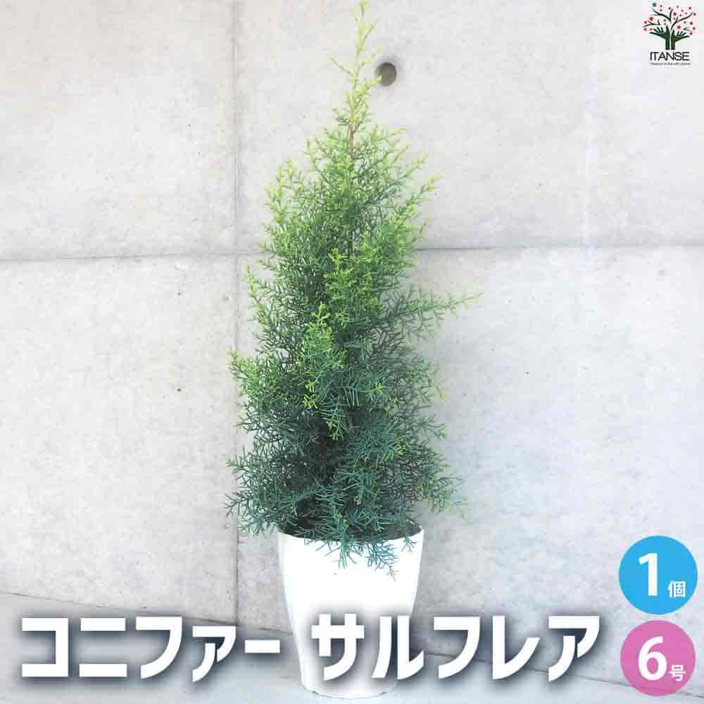 健康的なコニファー 苗木 | コニファー・針葉樹