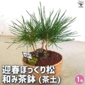 迎春ぼっくり松 和み茶鉢 【盆栽 土色：茶／1個売り】|植木・花木