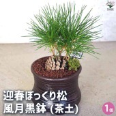 迎春ぼっくり松 風月黒鉢 【盆栽 土色：茶／1個売り】|植木・花木