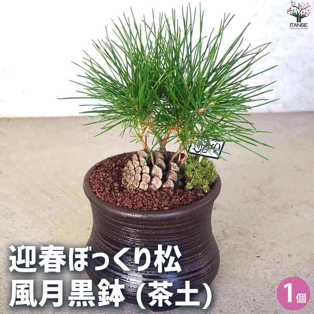 迎春ぼっくり松 風月黒鉢 【盆栽 土色：茶／1個売り】