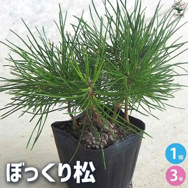 五葉松 【盆栽 4号ポット】｜ 【植物のITANSE】全品送料無料・即