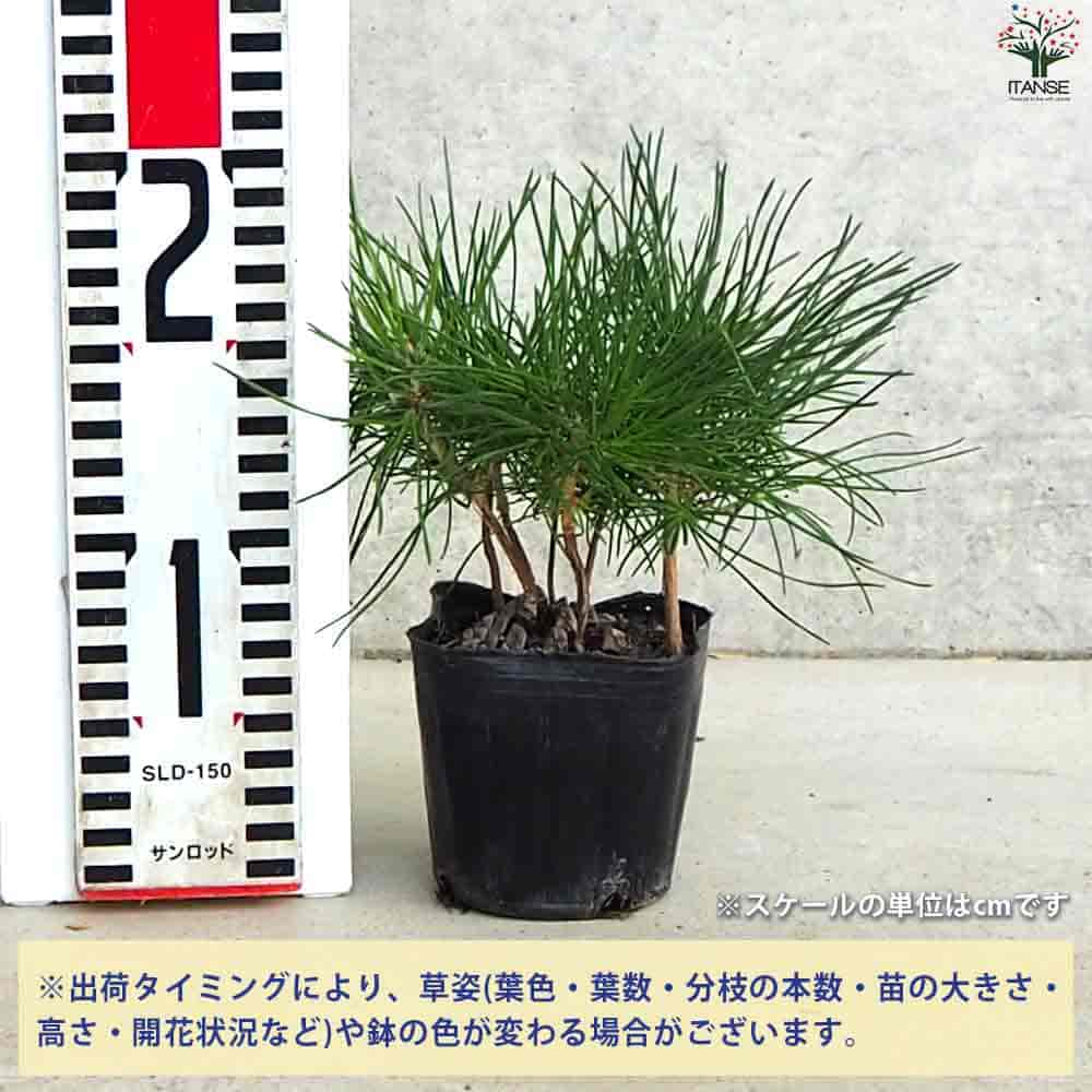 ぼっくり松 【盆栽 3号ポット／1個売り】｜ 【植物の