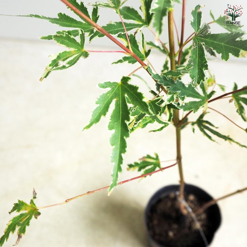 モミジ テイラー 【花木苗 3.5号／1個売り】｜ 【植物のITANSE