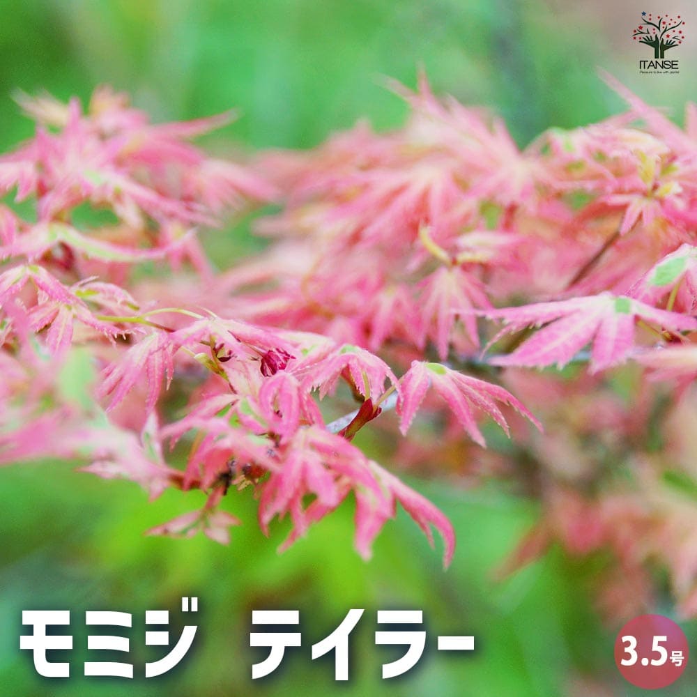 モミジ テイラー 【花木苗 3.5号／1個売り】｜ 【植物のITANSE