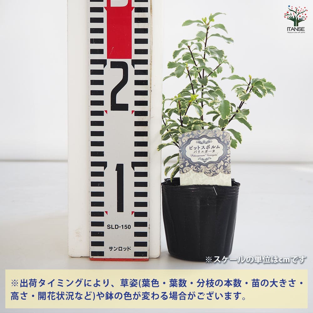 バリエガータ pittosporum ピットスポルム 斑入り 新品 ピットスポルム 