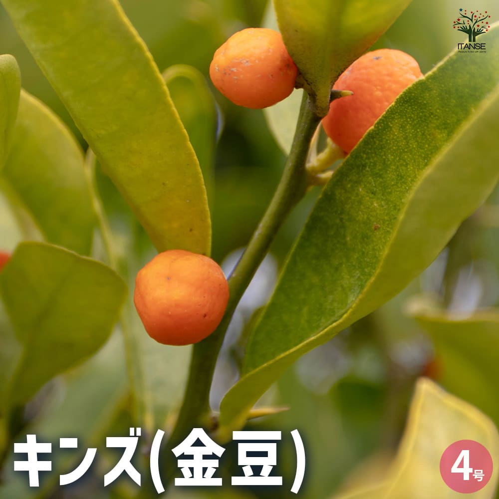 金豆 キンズ 推定樹齢25年 高さ約18cm 幅約20cm 金豆 キンズ 推定樹齢25年 高さ約18cm 幅約20cm 盆栽 金