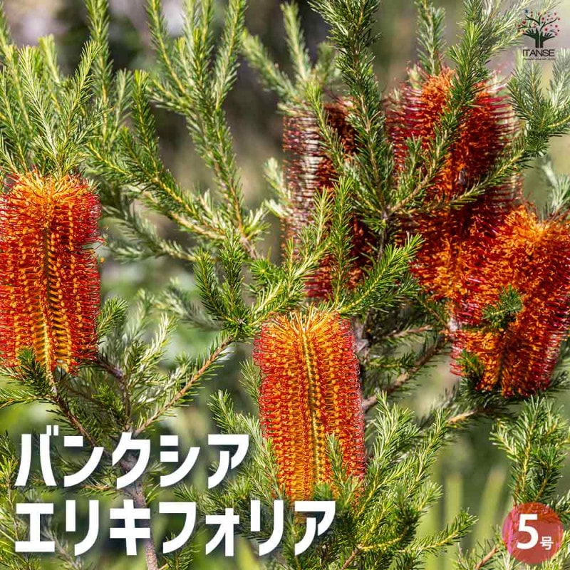 ハオルチア ハオルチア B型コンプトミュータント 親株 ハオルチア：B型コンプトミュータント 2.5号 の通販 | 園芸ネット