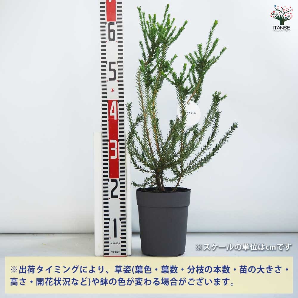 1点のみ【現品・現物】バンクシア・リトルエリック バンクシア