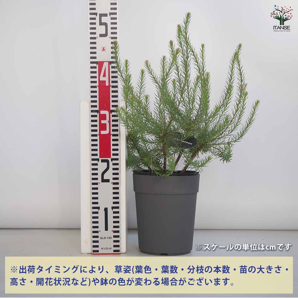 リューカデンドロン Gファイヤーワークス 【花木苗 5号／1個売り