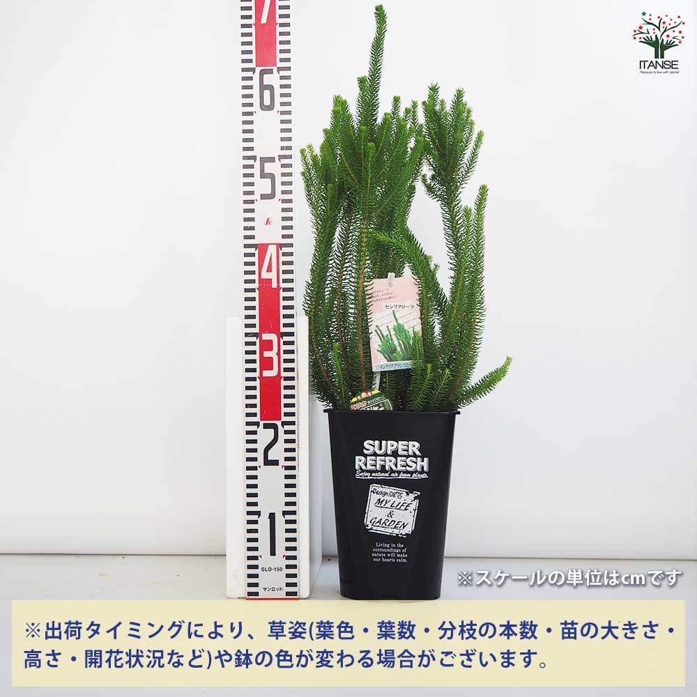 鉢花 ERIRA ds-centralrose-minibara-6_9901