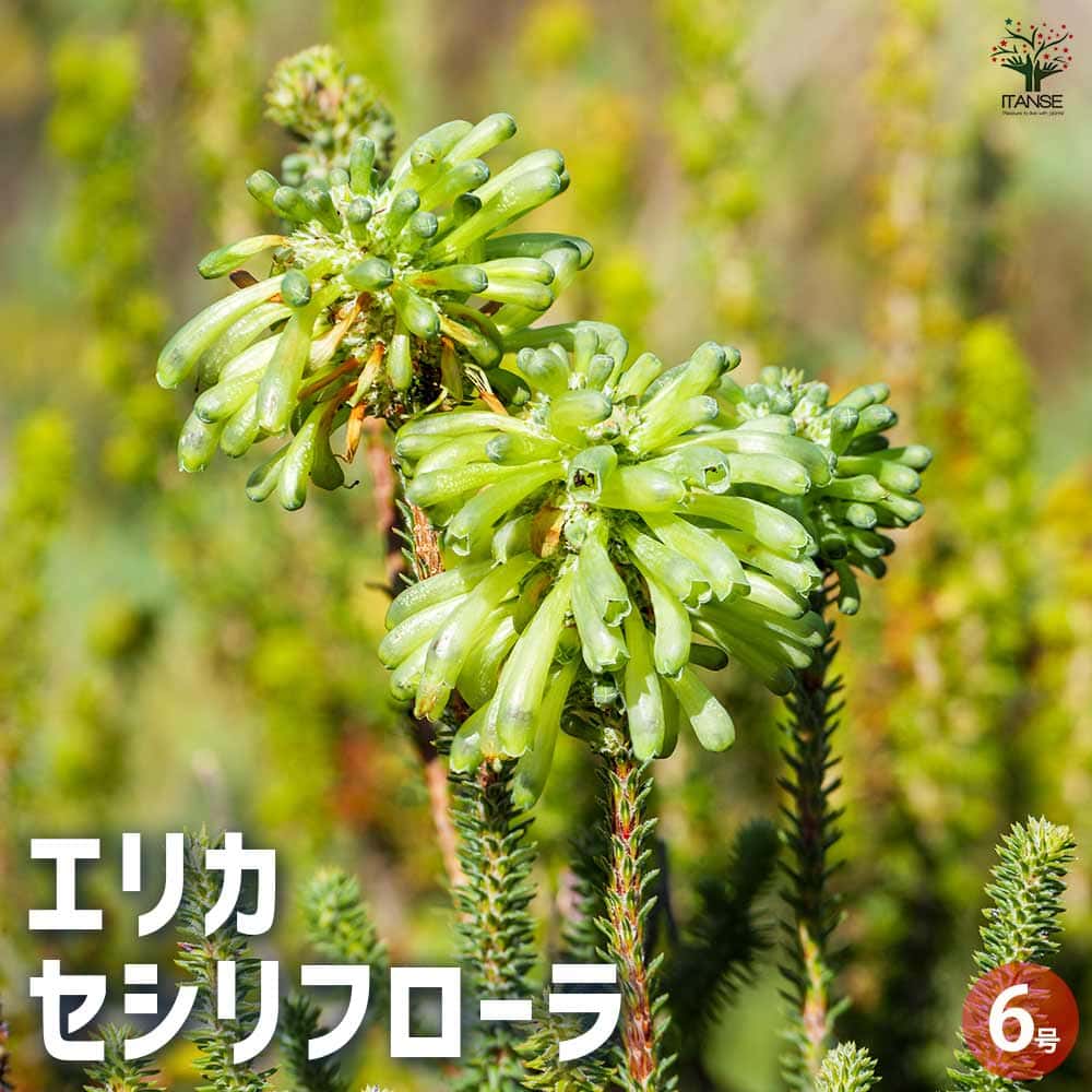 エリカ セシリフローラ 角鉢 【花木苗 6号／1個売り】