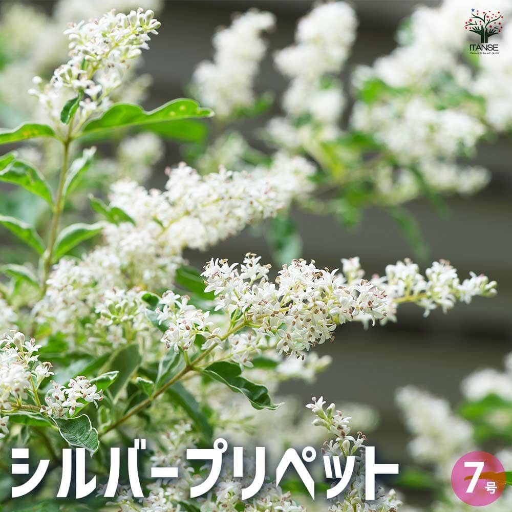 シルバープリペット 【花木苗 7号／1個売り】