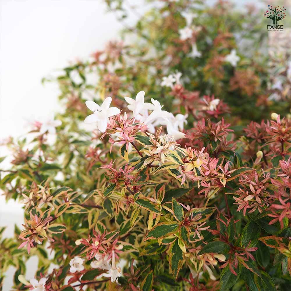 アベリア コンフェッティ 【花木苗 7号／1個売り】｜ 【植物の