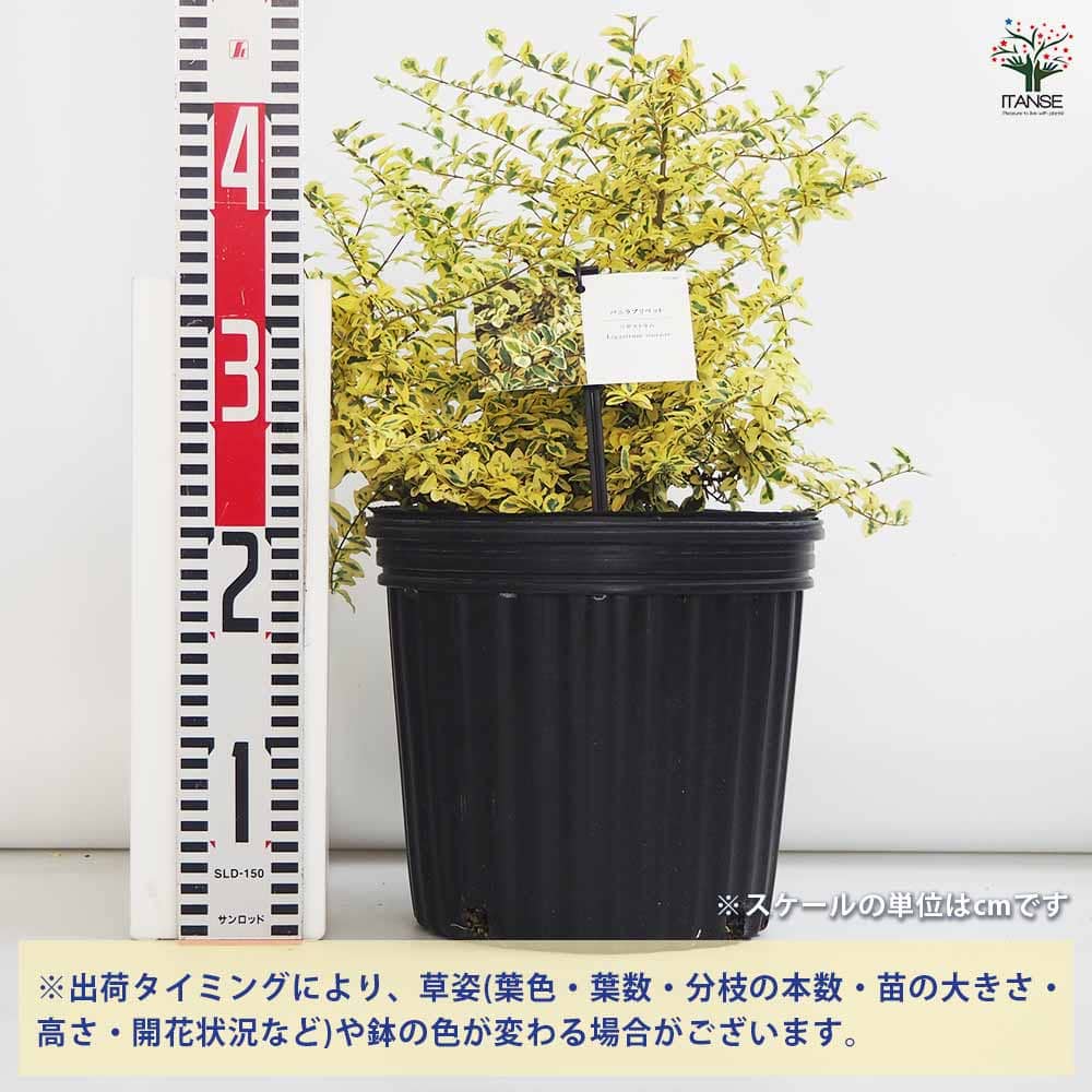 バニラプリペット 【花木苗 7号／1個売り】｜ 【植物のITANSE