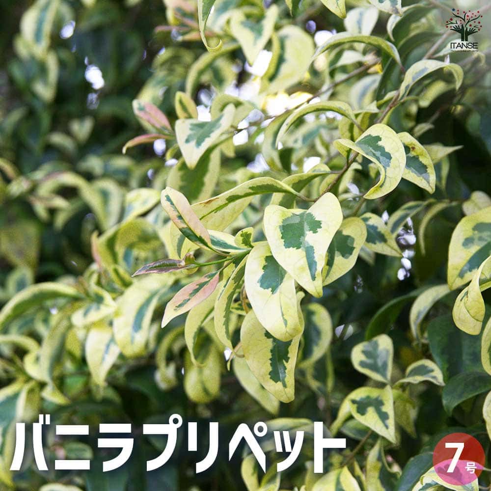 バニラプリペット 【花木苗 7号／1個売り】