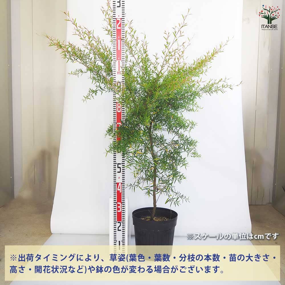 レモンティーツリー レモンティーツリー ティーツリー 苗