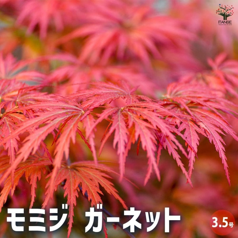 モミジ・カエデ｜【植物のITANSE】全品送料無料・即出荷!